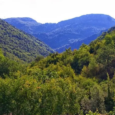 Radonjic Daire *